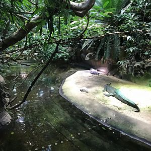 Gharial exhibit 270118