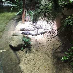 Spectacled caiman exhibit 270118