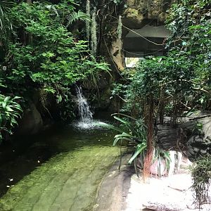 Spectacled caiman exhibit 270118