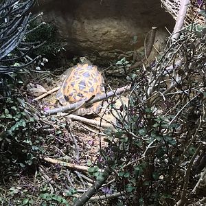 Spider tortoise (Pyxis arachnoides) 270118