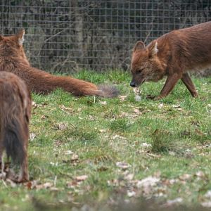 Dholes