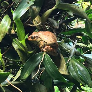 Hong Kong whipped frog (Polypedates megacephalus) 270118