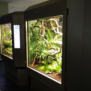 Terraria in amphibian section 270118