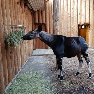 Okapi indoors