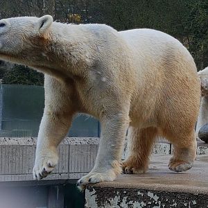 Polar bear