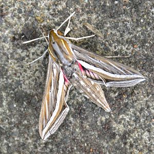 Moth unknown species