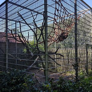 Seperation-cage Spider monkey