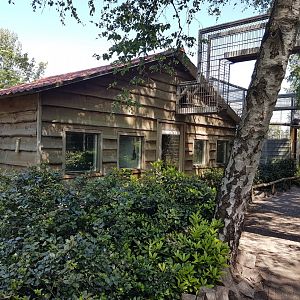 Black howler and Spider monkey indoor-enclosure