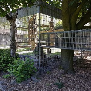 Capucine monkey - Coati-enclosure