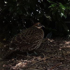 Himalaya monal - Female