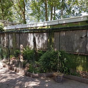 Green magpie - Thick-knee-aviary