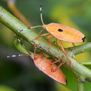 Orange shield bugs ?