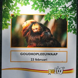 Birth-sign Golden-headed lion-tamarin