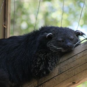 Palawan binturong