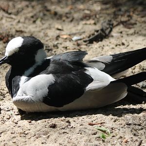 Blacksmith plover