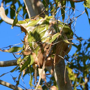 Green ant nest