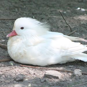 White Mandarin duck