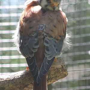 American kestrel