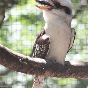 Kookaburra