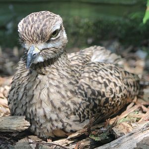 Cape thick-knee