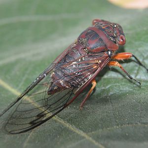 Cicada