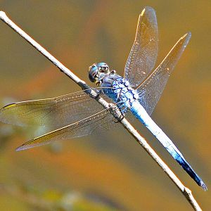 Blue dragonfly