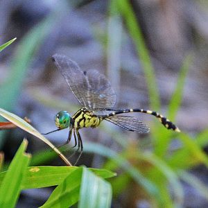 Dragonfly