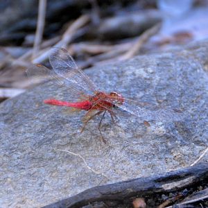 Red dragonfly