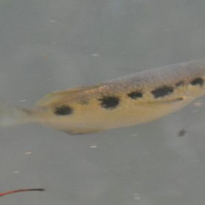 Archer fish