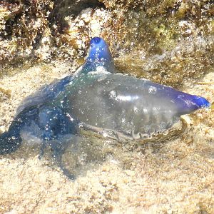 Portugalese Man-o-War  (Bluebottle)
