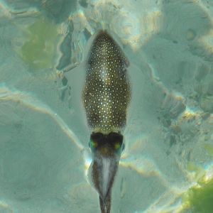 Cuttle fish