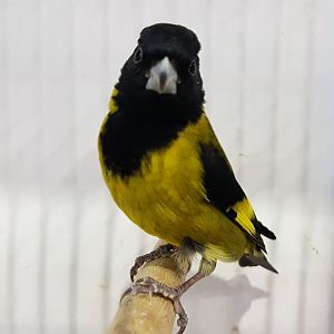 Black-headed siskin