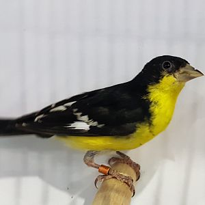 Mexican siskin