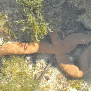 Starfish