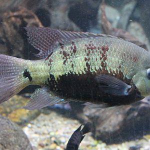 Gold-black cichlid - Cincelichthys pearsei