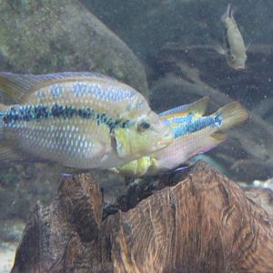 Yellow-belly cichlid - Cichlasoma salvini