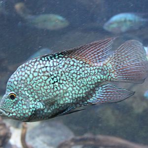 Lowland cichlid - Herichthys capintis