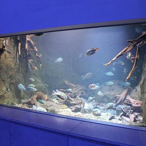 Aquarium Neotropical cichlids