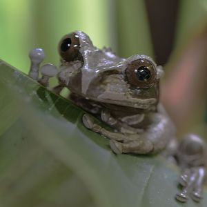 Coronated or spiny-headed treefrog