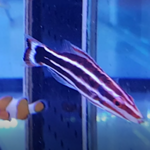 Bodianus sepiacaudus