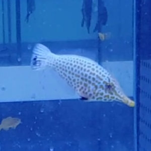 Oxymonacanthus longirostris