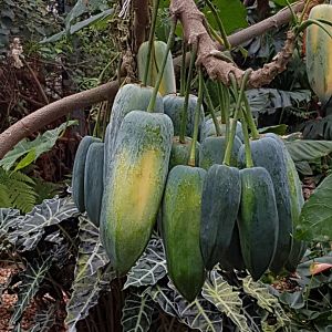 Papaya (Carica papaya)