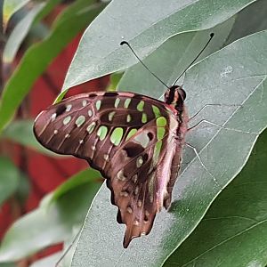 Graphium agamemnon