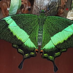 Papilio palinurus