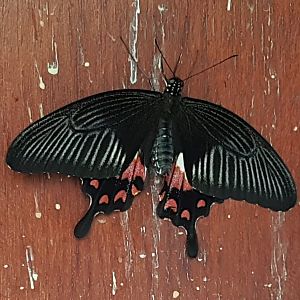 Probably Papilio memnon