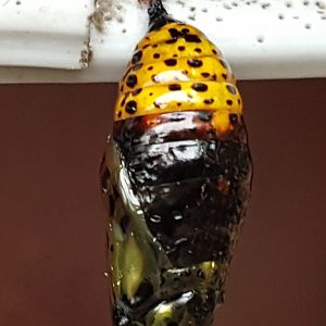 Pupa