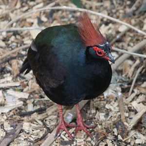 Red-crested wood partridge