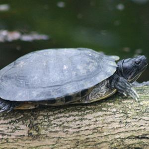 Turtle ID