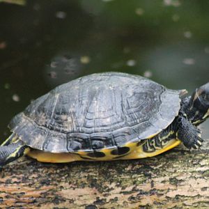 Turtle ID