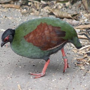Red-crested wood-partridge - Female